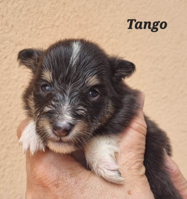 TANGO    maschio/boy     tricolor      DISPONIBILE/AVAILABLE