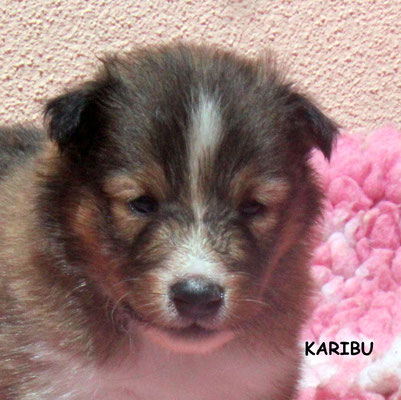 Karibu maschio/boy fulvo e bianco disponibile /available