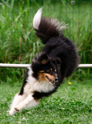 La Carmen della Linea dei Pensieri " Mariah" agility 3 small Italian Agility champion