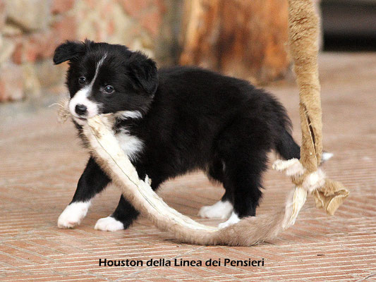Houston      peso/weight      2,3 kg.          disponibile/available
