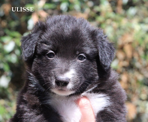 Ulisse     maschio/boy    bianco e nero   disponibile/available
