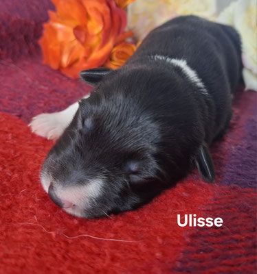 Ulisse   maschio/boy      biblack    disponibile/available