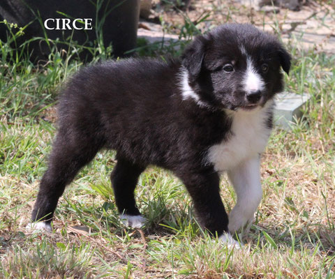 Circe     peso/weight  1,710  kg.    prenotata/reserved