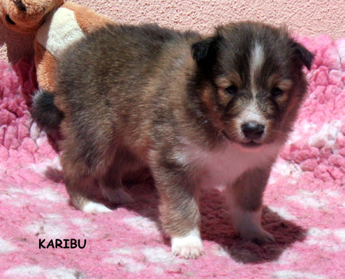 Karibu peso/weight 830 gr.