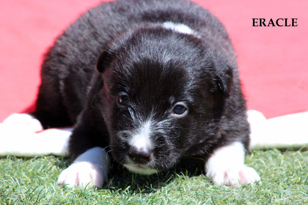 Eracle   maschio/boy   bianco e nero   disponibile/available