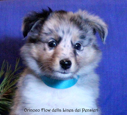 Orinoco Flow   maschio/boy           prenotato/reserved