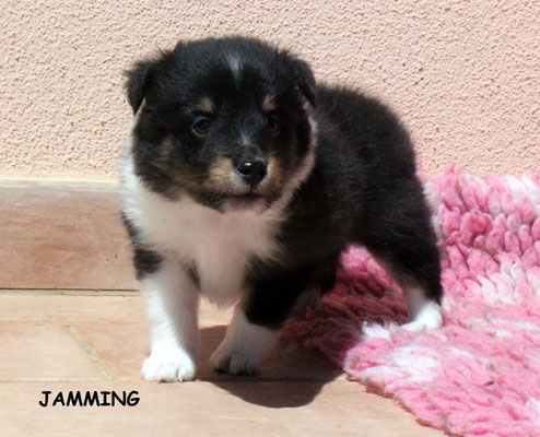 Jamming femmina/girl tricolor prenotata/reserved