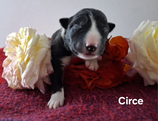 Circe   femmina/girl     biblack   disponibile/available