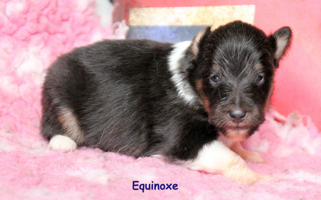 Equinoxe     peso/weight    460 gr.       prenotata /reserved