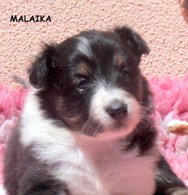 Malaika femmina/girl tricolor prenotata/reserved