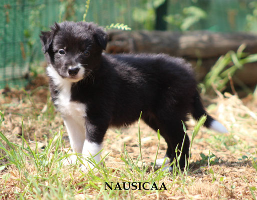 Nausicaa    peso/weight  1,540 kg.    prenotata/reserved