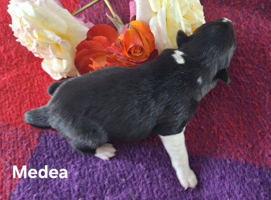 Medea  peso alla nascita/weight at born 310 gr.    peso a 5 giorni/ weight at 5 day   450 gr. disponibile/available 