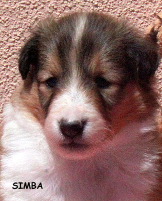 Simba maschio/boy fulvo e bianco disponibile/available