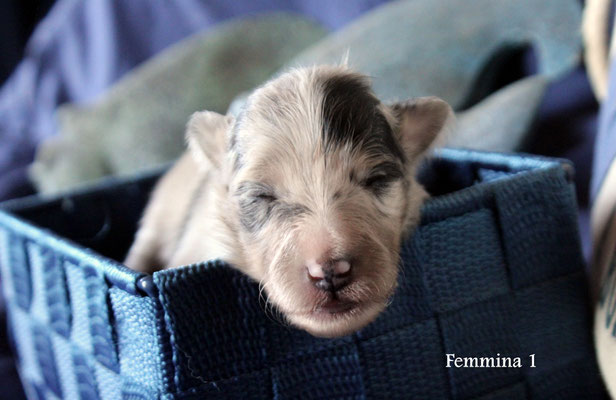 Femmina 1     blue merle                    