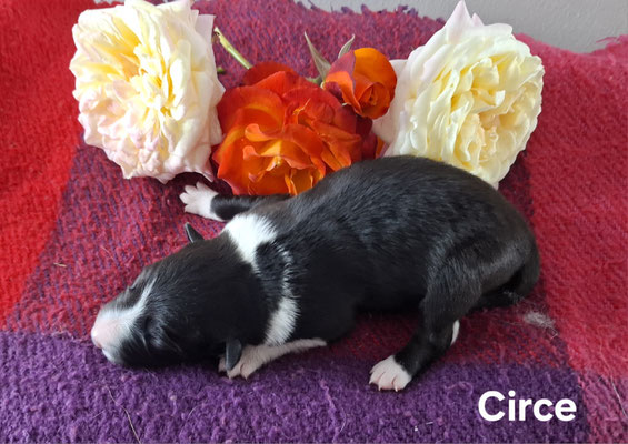 Circe  peso alla nascita/weight at born 330 gr.    peso a 5 giorni/weight at 5 day  470 gr. disponibile/available
