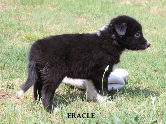 Eracle   peso/weight  2,050 kg.        disponibile/available