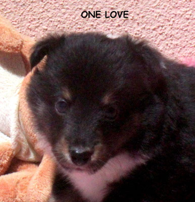 One Love maschio/boy tricolor prenotato /reserved