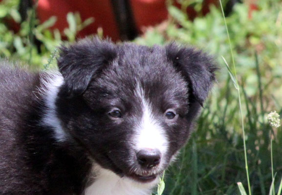 Circe   femmina/girl    bianco e nera     prenotata/reserved