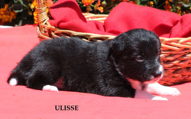 Ulisse   peso/weight   1,190  kg.     disponibile/available