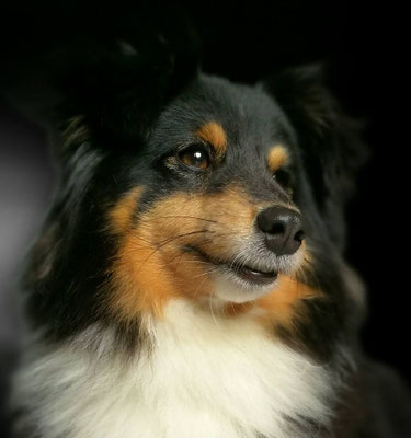 La Carmen " Mariah" agility 3 small Italian Agility Champion