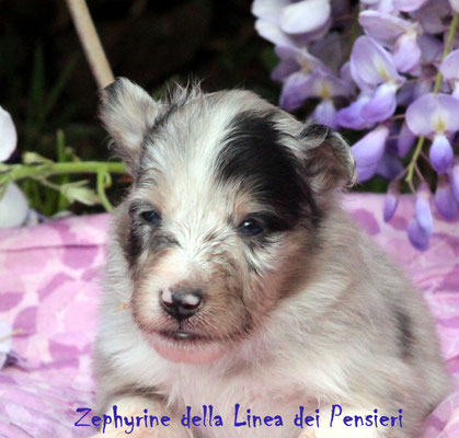 Zephyrine della Linea dei Pensieri  femmina/girl       blue merle