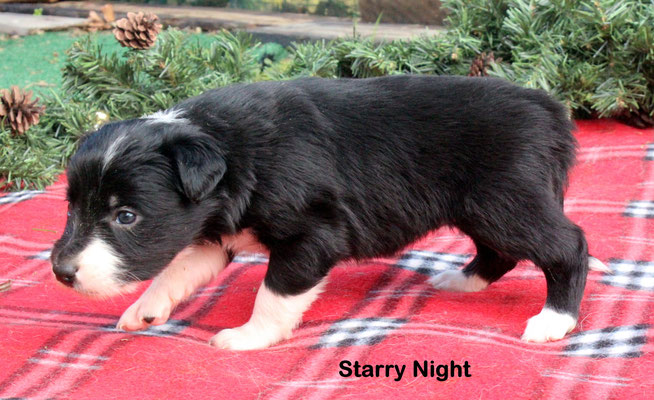 Starry Night     peso/weight    1,450 kg,        disponibile/available