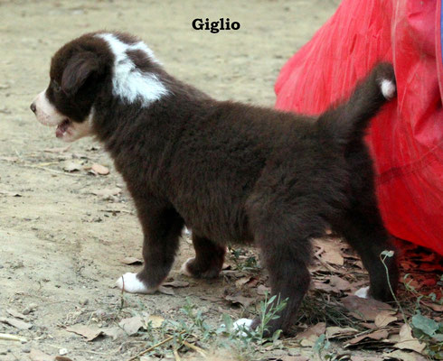 Giglio           peso/weight    2,3 kg.            disponibile/available