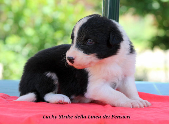 Lucky Strike     peso/weight : 1,190 kg.                    disponibile/available