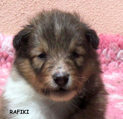 Rafiki maschio/boy fulvo e bianco disponibile/available
