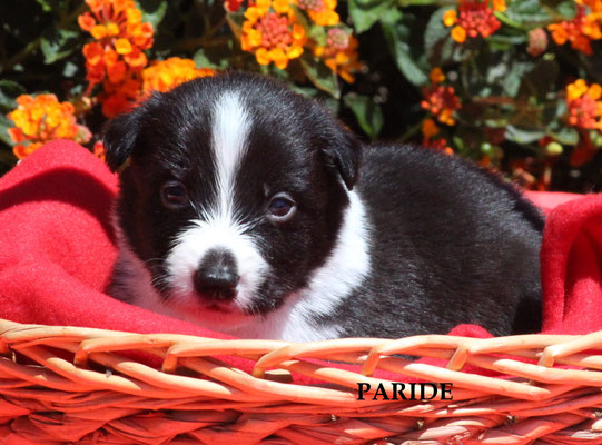 Paride   maschio/boy    bianco e nero  disponibile/available