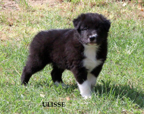 Ulisse    peso/weight   2,3 kg.     disponibile/available