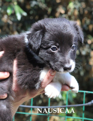 Nausicaa    femmina/girl      bianco e nero    prenotata/reserved