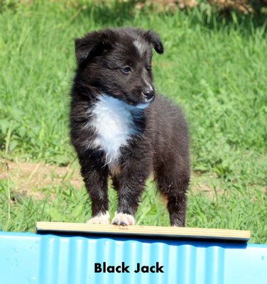 Black Jack          peso/weight   1,6 kg.             prenotato/reserved