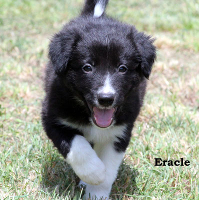 Eracle  maschio/boy    bianco e nero    disponibile/available