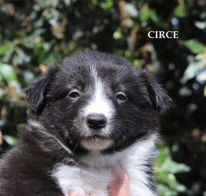 Circe     femmina/girl     bianco e nero   prenotata/reserved