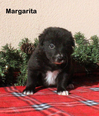 Margarita  femmina/ girl  bianca e nera      disponibile/available
