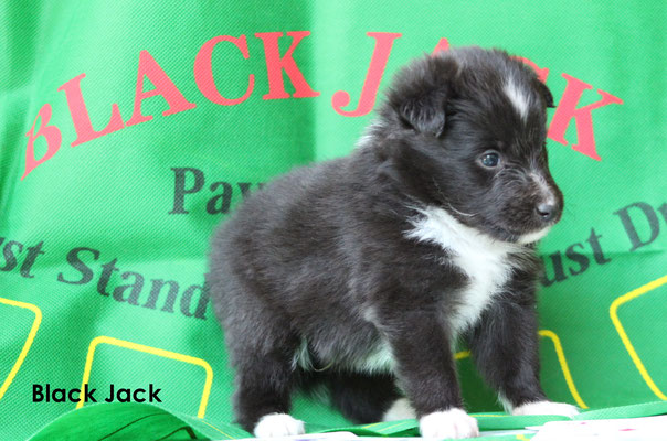 Black Jack    peso/weight     820 gr.           prenotato/ reserved