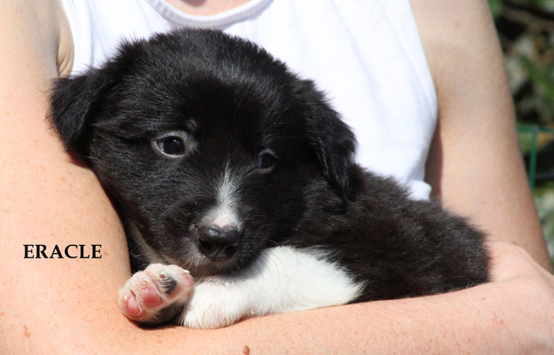 Eracle   maschio/boy          bianco e nero     disponibile/ available