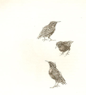 Peter Vos: starlings