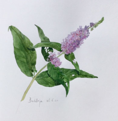 Annette Fienieg: Buddleja