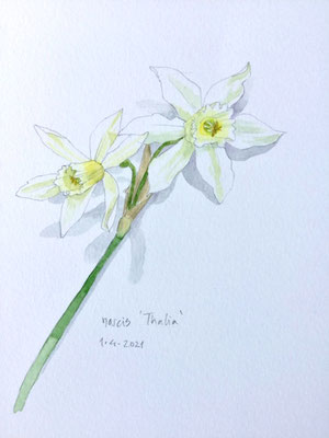 Annette Fienieg: Narcissus 'Thalia', 1-4-2021