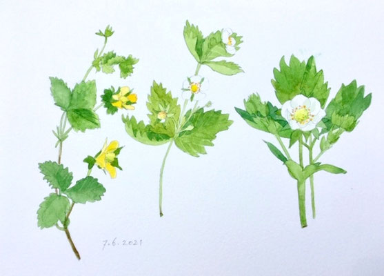 Annette Fienieg: Drie aardbeien, 7-6-2021