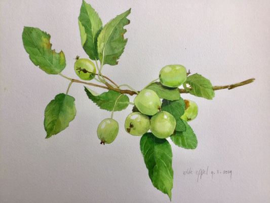 Annette Fienieg: Wild apple, watercolour