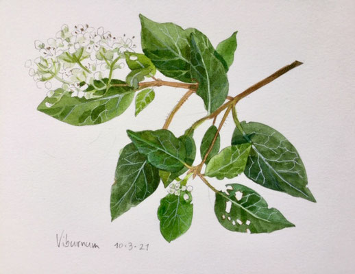 10-3-2021: Viburnum, Annette Fienieg