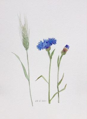 Annette Fienieg: Cornflowers and ear of corn, 28-6-2021