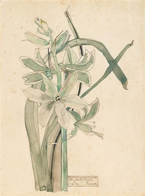 Charles Rennie Macintosh: Grass hyacinth