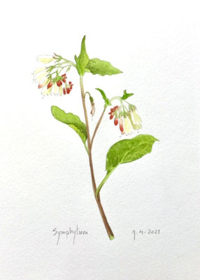 Annette Fienieg; Symphytum, 9-4-2021