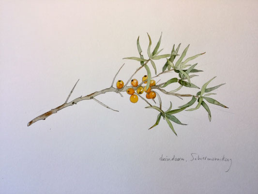 buckthorn, pencil and watercolour Annette Fienieg 2019