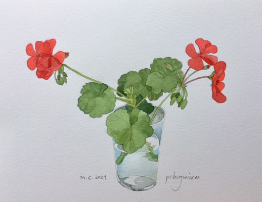 Annette Fienieg: Pelargonium; 14-5-2021