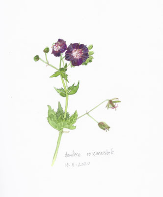 Annette Fienieg: Dusky cranesbill